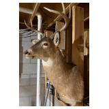 Whitetail Deer Buck Shoulder Taxidermy Mount Multi Point Rack Good