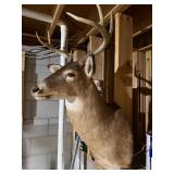Whitetail Deer Buck Shoulder Taxidermy Mount Multi Point Rack Good