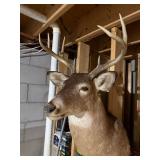 Whitetail Deer Buck Shoulder Taxidermy Mount Multi Point Rack Good
