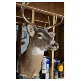 Whitetail Deer Buck Shoulder Taxidermy Mount Multi Point Rack Good