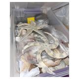 Sea Shells & Shell Leis - California & Florida Collection