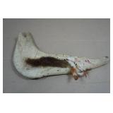 Horse Jaw Wall Hanging