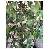 Faux Ficus Benjamina Weeping Fig Tree in Textured Brown Planter