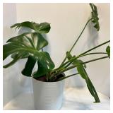 Live Monstera deliciosa Swiss Cheese Plant in White Ribbed Pot