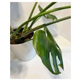Live Monstera deliciosa Swiss Cheese Plant in White Ribbed Pot