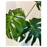 Live Monstera deliciosa Swiss Cheese Plant in White Ribbed Pot