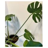 Live Monstera deliciosa Swiss Cheese Plant in White Ribbed Pot