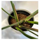 Live Monstera deliciosa Swiss Cheese Plant in White Ribbed Pot