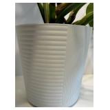 Live Monstera deliciosa Swiss Cheese Plant in White Ribbed Pot