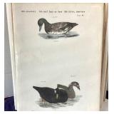 Group of 9 Unframed Wildlife Prints