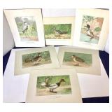 Group of 12 Unframed Bird Lithographs