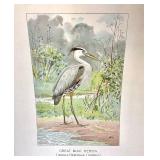 Group of 12 Unframed Bird Lithographs