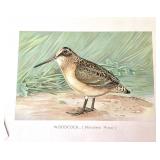 Group of 12 Unframed Bird Lithographs