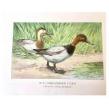 Group of 12 Unframed Bird Lithographs