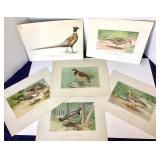 Group of 12 Unframed Bird Lithographs