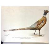 Group of 12 Unframed Bird Lithographs