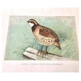 Group of 12 Unframed Bird Lithographs