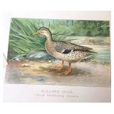 Group of 12 Unframed Bird Lithographs