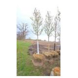 Autumn Blaze Maple