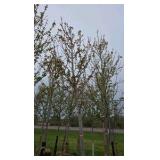 Autumn Blaze Maple