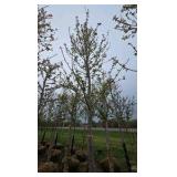 Autumn Blaze Maple