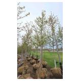 Autumn Blaze Maple