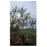 Autumn Blaze Maple