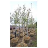 Autumn Blaze Maple
