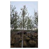 Autumn Blaze Maple
