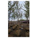Autumn Blaze Maple