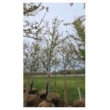 Autumn Blaze Maple