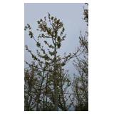 Autumn Blaze Maple