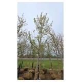 Autumn Blaze Maple