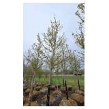 Autumn Blaze Maple