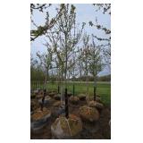 Autumn Blaze Maple