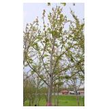 Autumn Blaze Maple