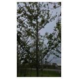 Autumn Blaze Maple