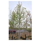 Autumn Blaze Maple
