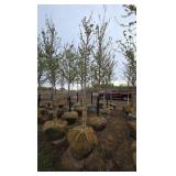 Autumn Blaze Maple