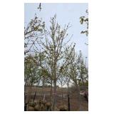 Autumn Blaze Maple