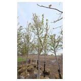 Autumn Blaze Maple