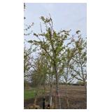 Autumn Blaze Maple