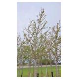 Autumn Blaze Maple
