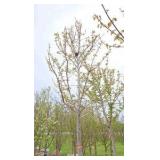 Autumn Blaze Maple