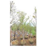 Autumn Blaze Maple