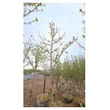 Autumn Blaze Maple