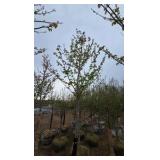 Autumn Blaze Maple