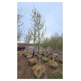 Autumn Blaze Maple