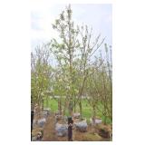 Spring Snow Crabapple