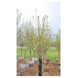 Spring Snow Crabapple